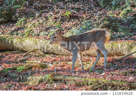 Deer in Kasugayama Primeval Forest, Nara City 121654026