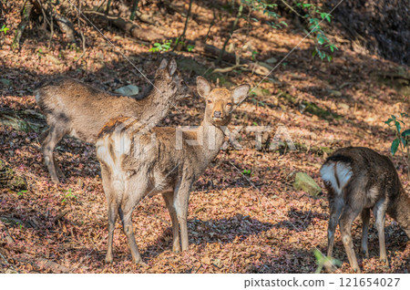 Deer in Kasugayama Primeval Forest, Nara City 121654027