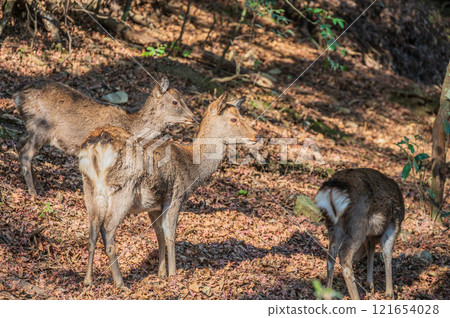 Deer in Kasugayama Primeval Forest, Nara City 121654028