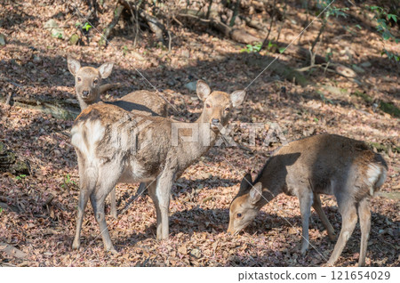 春日山原始森林鹿 奈良市 121654029