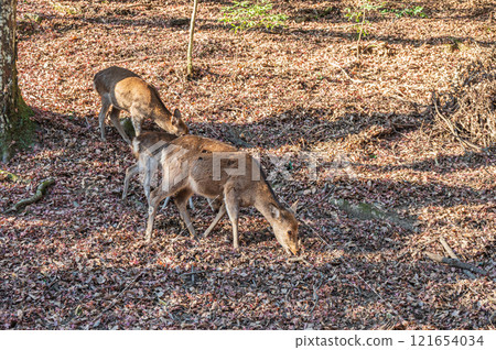 Deer in Kasugayama Primeval Forest, Nara City 121654034
