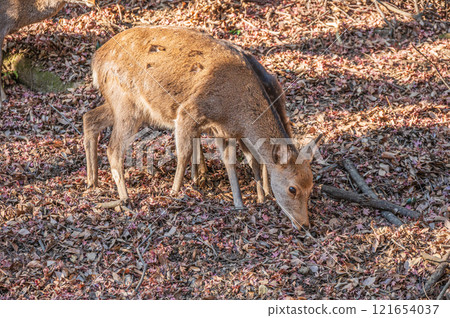 Deer in Kasugayama Primeval Forest, Nara City 121654037