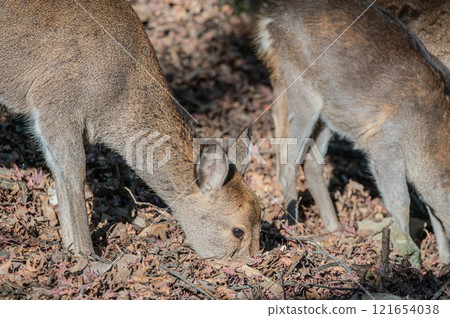 Deer in Kasugayama Primeval Forest, Nara City 121654038