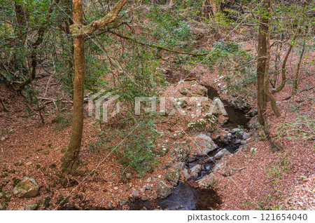 春日山原始森林 奈良市 121654040