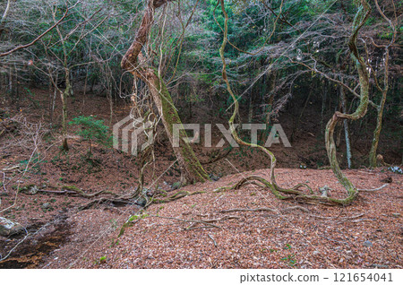 春日山原始森林 奈良市 121654041