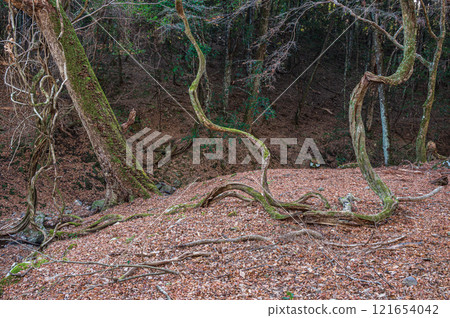 春日山原始森林 奈良市 121654042