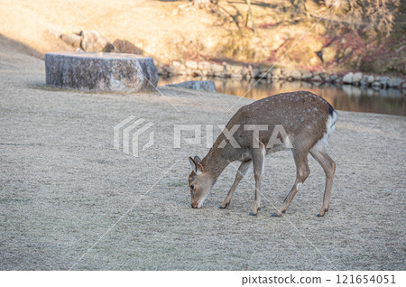 奈良公園的鹿 奈良公園的鹿 121654051