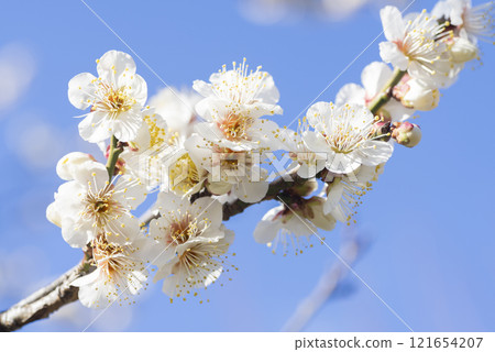 white plum blossom white plum blossom 121654207