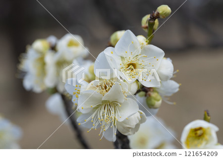 white plum blossom white plum blossom 121654209