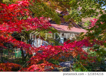 三重縣伊鍋市,正法寺被秋葉包裹著 三重縣伊鍋市,正法寺被秋葉包裹著 121654216