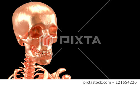 The Copper  skeleton on black background for education or sci concept 3d rendering. 121654220