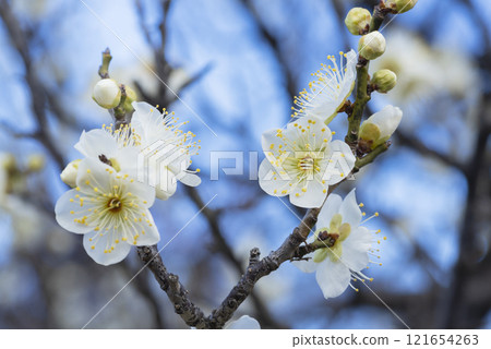 白梅花 白梅花 121654263