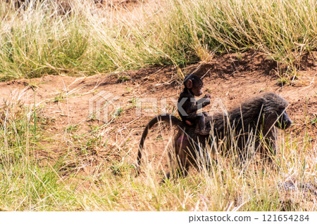 Baboons in Samburu national reserve Baboons in Samburu national reserve 121654284