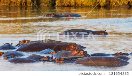 Hippo pool in the Serengeti Hippo pool in the Serengeti 121654285