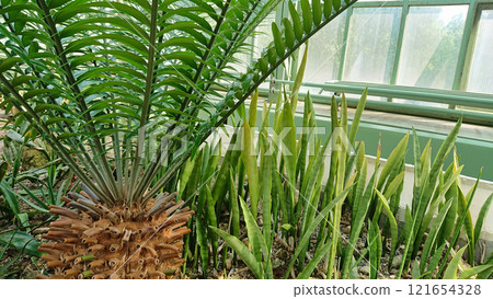 Exotic Botanical Plants in a Greenhouse Exotic Botanical Plants in a Greenhouse 121654328