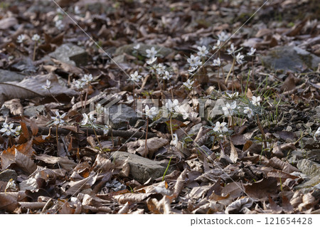 Rhubarb flowers Rhubarb flowers 121654428