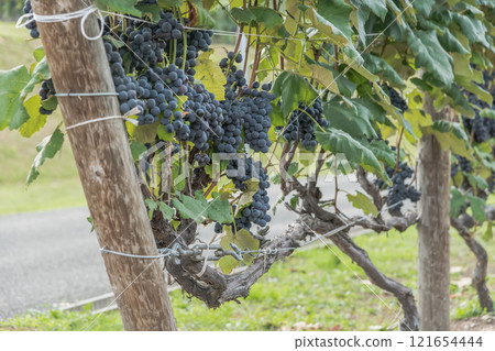 [Furano City Campana Rokkatei Grape Bunch] 121654444
