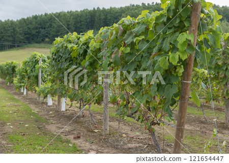 [Furano City Campana Rokkatei Grape Bunch] 121654447
