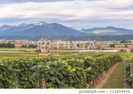 [Furano City Campana Rokkatei: Vineyards and the Tokachi Mountain Range] 121654450
