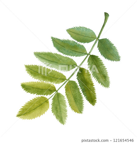 Watercolor illustration of rowan leaf. Botanical drawing of green fallen leaf, hand drawn. Drawing for photo wallpaper, stickers, scrapbooking 121654546