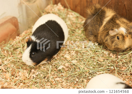 Cute guinea pig Cute guinea pig 121654568