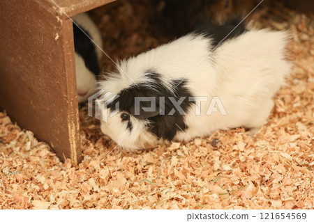 Cute guinea pig 121654569