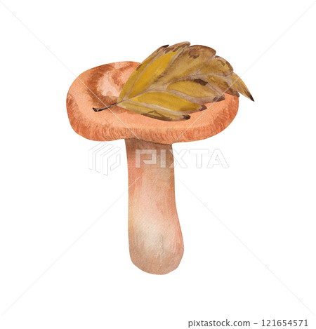 Watercolor illustration of a volnushka. Hand-drawn botanical composition of an edible mushroom saffron milk cap in autumn leaves. Drawing for photo wallpaper, stickers, scrapbooking Watercolor illustration of a volnushka. Hand-drawn botanical composition of an edible mushroom saffron milk cap in autumn leaves. Drawing for photo wallpaper, stickers, scrapbooking 121654571