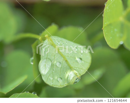 Early winter morning, clover with mist drops 05 121654644