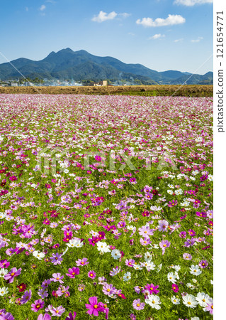 Mt. Kinpu and cosmos 121654771