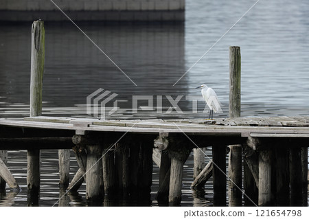 Heron perched on a wooden pier 121654798