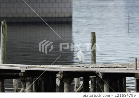 Heron perched on a wooden pier 121654799
