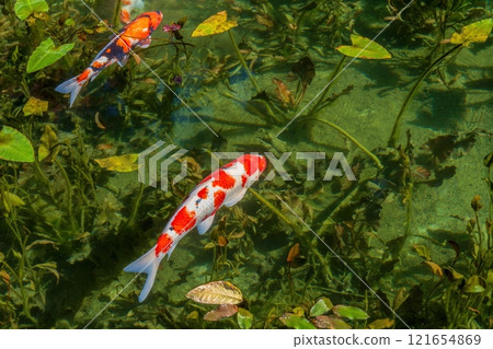 Colorful Nishikigoi swimming gracefully in an extremely clear pond Colorful Nishikigoi swimming gracefully in an extremely clear pond 121654869