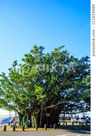 鹿兒島縣南大隅町佐多岬秋天野生的赤穗樹 121654889