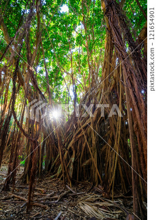 鹿兒島縣南大隅町佐多岬秋天野生的赤穗樹 鹿兒島縣南大隅町佐多岬秋天野生的赤穗樹 121654901