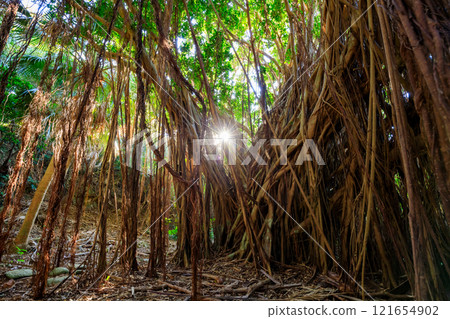 Akou trees growing wild on Sata Cape in autumn, Minami Osumi Town, Kagoshima Prefecture 121654902