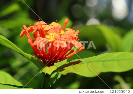 Close-up of Santalum flower 121655040