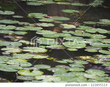 睡蓮 121655113