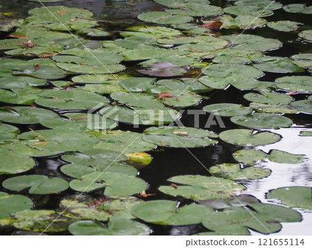 Water lily 121655114