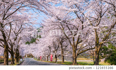 Cherry blossoms at Muramatsu park Cherry blossoms at Muramatsu park 121655166