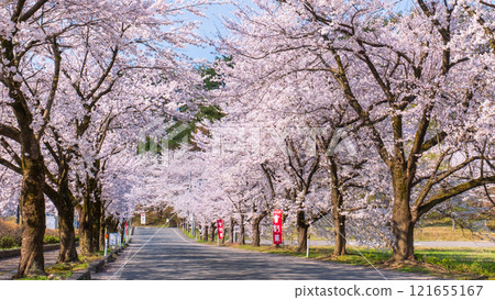 Cherry blossoms at Muramatsu park 121655167