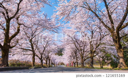 Muramatsu公園的櫻花 121655169