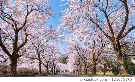 Cherry blossoms at Muramatsu park 121655170