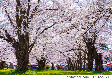 Cherry blossoms at Muramatsu park 121655171
