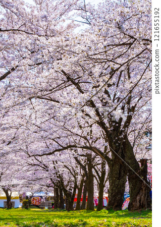 Cherry blossoms at Muramatsu park 121655192