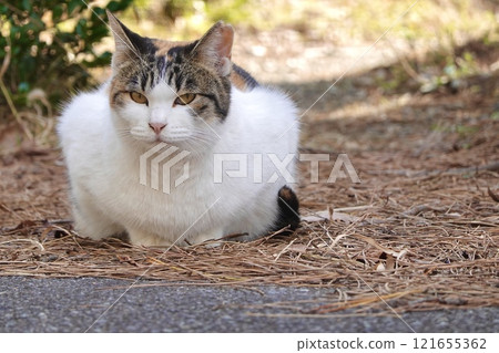 A gentle calico cat sitting in a box 121655362