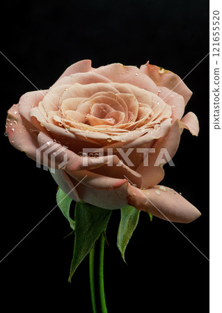Beautiful close up rose on a green or black background. Beautiful close up rose on a green or black background. 121655520