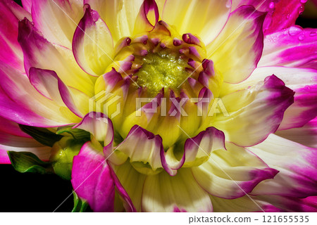 Dahlia flower isolated on black background. 121655535