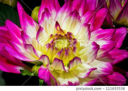 Dahlia flower isolated on black background. 121655536