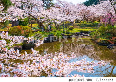 Cherry blossoms at Muramatsu park Cherry blossoms at Muramatsu park 121655563