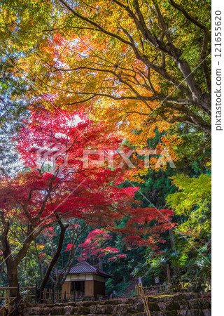 Shohoji Temple Blood Maple Garden Narutaniyama Shohoji Temple Famous for autumn leaves Inabe City Mie Prefecture Shohoji Temple Blood Maple Garden Narutaniyama Shohoji Temple Famous for autumn leaves Inabe City Mie Prefecture 121655620